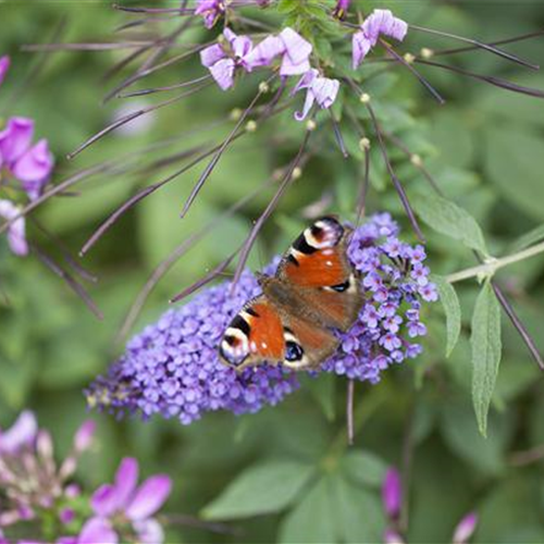 Schmetterlingsweide Buddleja