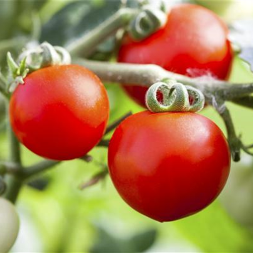 Tomaten: So geling Anzucht und Ernte