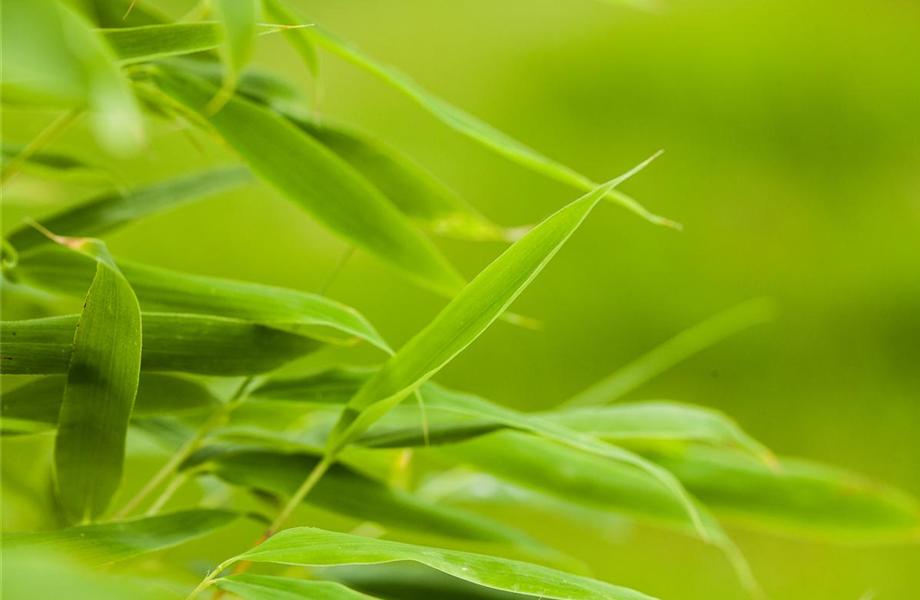 Bambus - der exotische Gartenschmuck