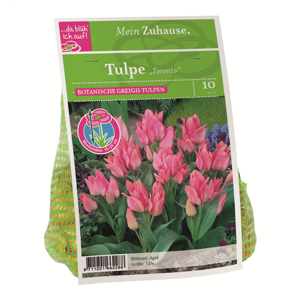 Blumenzwiebel Tulpe 'Toronto'