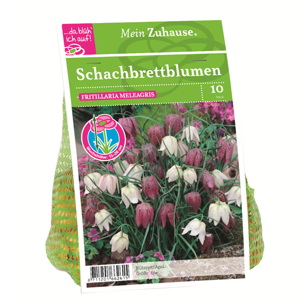 Blumenzwiebel Schachbrettblumen