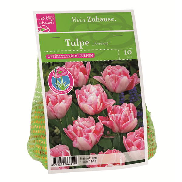 Blumenzwiebel Tulpe 'Foxtrot'