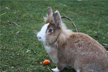 Tierisches Vergnügen