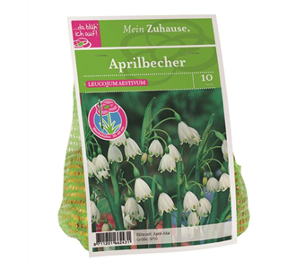 Blumenzwiebel Aprilbecher weiß