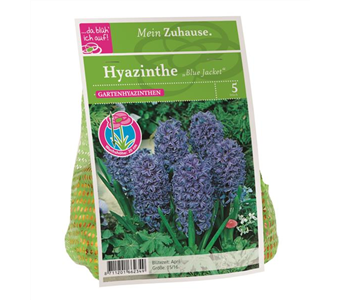 Blumenzwiebel Hyazinthe 'Blue Jacket'